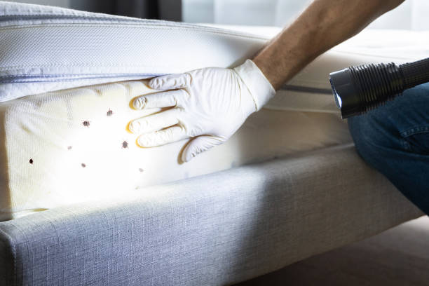 Best Cockroach Control Services  in Hiawatha, KS