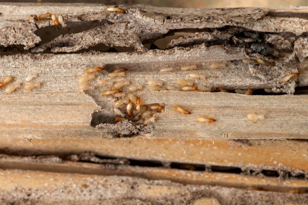 Best Spider Control Near Me  in Hiawatha, KS